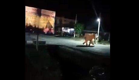 നാട്ടുകാരെ ഭയന്ന് ഓടുന്ന കാട്ടാന