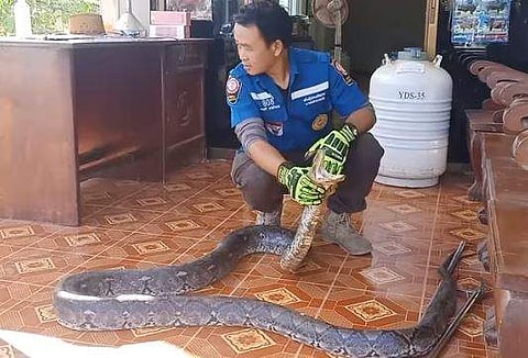 പെരുമ്പാമ്പിനെ പിടികൂടിയപ്പോൾ/ വീഡിയോ ദൃശ്യം