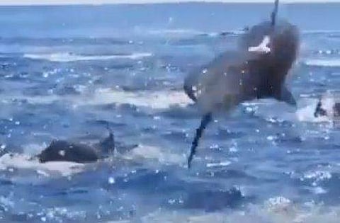 ഡോള്‍ഫിന്റെ വായുവിലെ അഭ്യാസപ്രകടനം