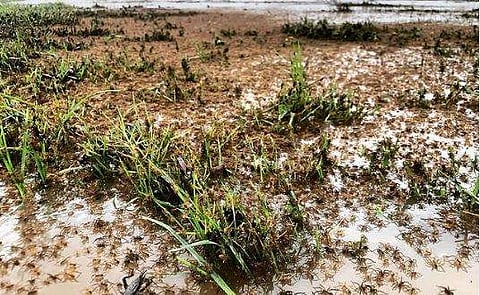 വയലില്‍ കൂട്ടത്തോടെ എത്തിയ എട്ടുകാലികള്‍