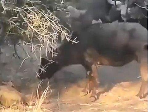 സിംഹത്തെ ആക്രമിക്കുന്ന കാട്ടുപോത്ത്