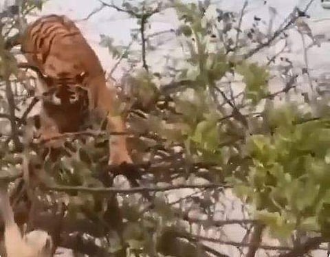 കടുവയും കുട്ടി തേവാങ്കും നേര്‍ക്കുനേര്‍