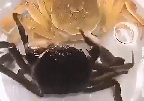 പടം പൊഴിക്കുന്ന ഞണ്ട്‌