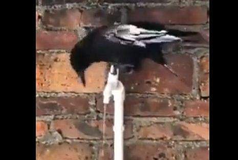 ടാപ്പ് തിരിച്ച് വെള്ളം കുടിക്കുന്ന കാക്ക