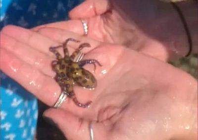 ബ്ലൂറിങ്ഡ് നീരാളി