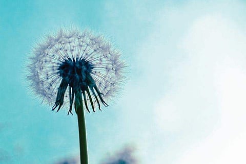 'മണ്ണില്‍ മറവുചെയ്യരുതെന്നെ'- ഗിരിജ പാതേക്കര എഴുതിയ കവിത