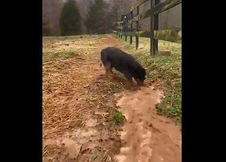 ചാലുകീറുന്ന നായ