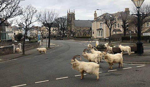 ന​ഗരം കൈയടക്കി കാശ്മീരി ആടുകൾ/ ട്വിറ്റർ