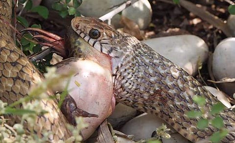 തവളയെ വിഴുങ്ങുന്ന ചേര