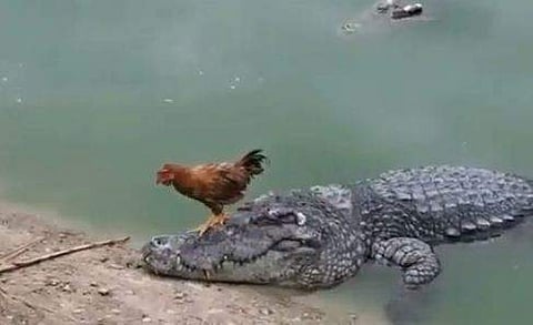 മുതലയുടെ പുറത്തുകൂടി നടക്കുന്ന കോഴി