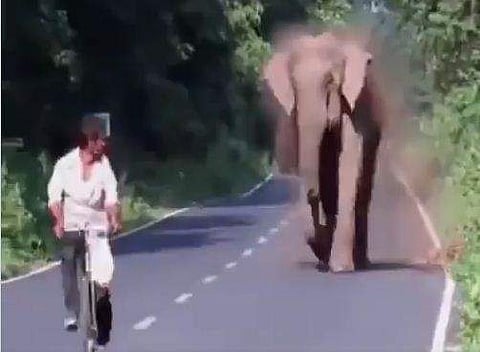 സൈക്കിളുകാരനെ പിന്തുടര്‍ന്ന് വിരട്ടിയോടിക്കുന്ന അമ്മയാന