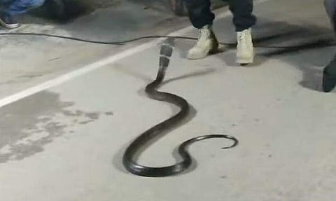 അലമാരയ്ക്കടിയിൽ കണ്ടെത്തിയ രാജവെമ്പാല