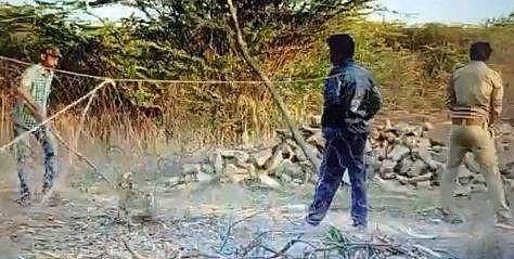 സിംഹക്കുട്ടി വലയില്‍ കുടുങ്ങിയ നിലയില്‍