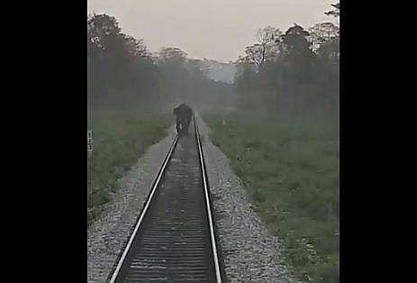 ട്രാക്കില്‍ കാട്ടാനയെ കണ്ടതോടെ വേഗത കുറയ്ക്കുന്ന ട്രെയിന്‍