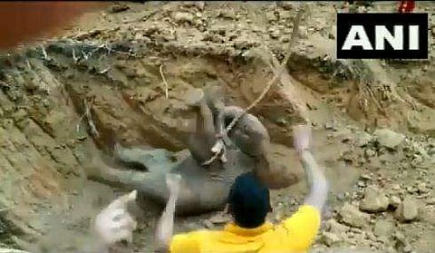 കിണറ്റില്‍ വീണ കുട്ടിയാനയെ രക്ഷിക്കുന്നു