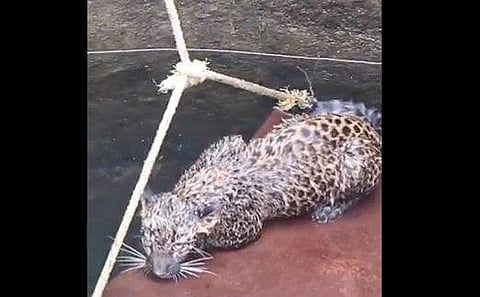 കിണറ്റില്‍ വീണ പുലിക്കുട്ടിയെ രക്ഷിക്കുന്നു