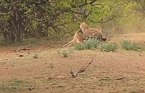 കൃഷ്ണമൃഗത്തെ തട്ടിയെടുക്കുന്ന കഴുതപ്പുലി