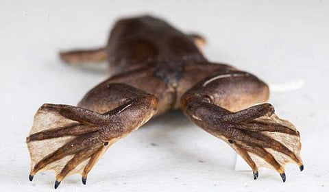 അപൂര്‍വ്വയിനം ആഫ്രിക്കന്‍ തവള