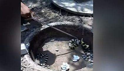 സെപ്റ്റിക് ടാങ്കില്‍ കണ്ടെത്തിയ എട്ടടി വീരന്‍