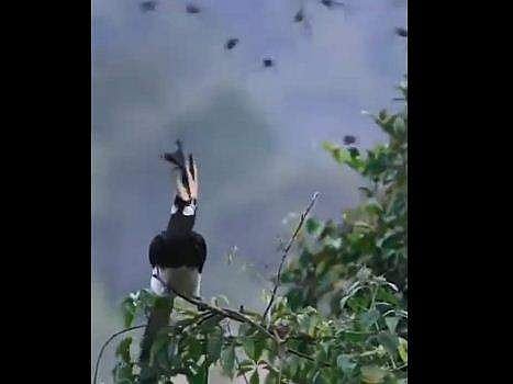 വവ്വാലിനെ പിടിക്കുന്ന വേഴാമ്പല്‍