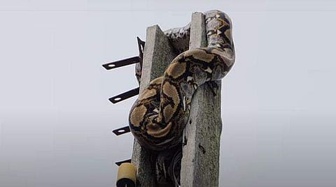 വളര്‍ത്തുനായ്ക്കളുടെ ആക്രമണത്തില്‍ നിന്ന് രക്ഷപ്പെടാന്‍ ഇലക്ട്രിക് പോസ്റ്റില്‍ അഭയം തേടിയ പെരുമ്പാമ്പ്