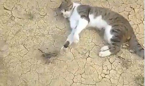 ചത്ത പോലെ കിടന്ന് പൂച്ചയെ പറ്റിക്കുന്ന കിളി