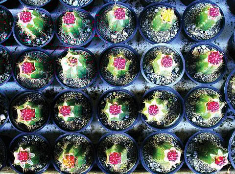 ഹൈക്കു കവിതകള്‍- മൊയ്തു മായിച്ചാന്‍കുന്ന്  