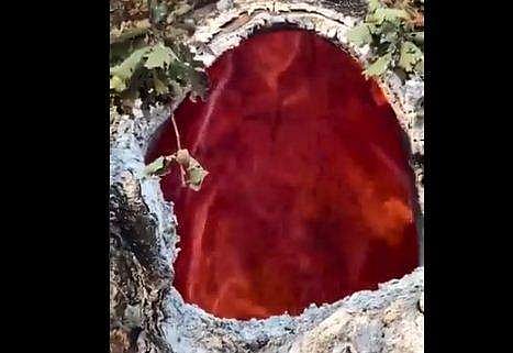 മരത്തിന്റെ ഉള്‍വശം കത്തുന്നു