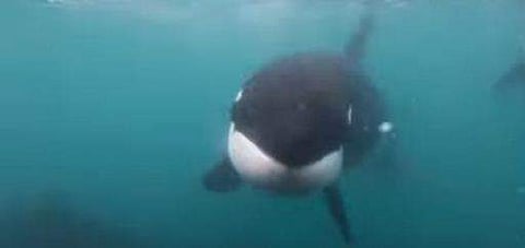 കടലിനടയില്‍ മുങ്ങല്‍ വിദഗ്ധന് നേരെ വന്ന കൊലയാളി തിമിംഗലം