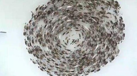 വീഡിയോ ദൃശ്യം