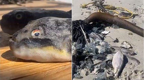 പഫര്‍ ഫിഷ് തീരത്ത് ചത്തനിലയില്‍ /ട്വിറ്റര്‍ ചിത്രം