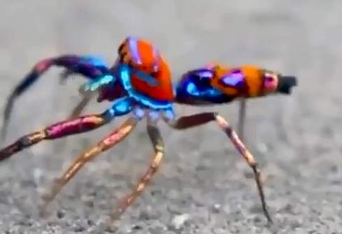 വിവിധ വര്‍ണ്ണങ്ങളിലുള്ള എട്ടുകാലി