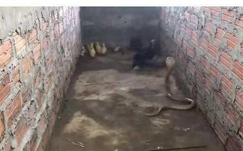 മൂര്‍ഖന്‍ പാമ്പില്‍ നിന്ന് കുഞ്ഞുങ്ങളെ രക്ഷിക്കാന്‍ ശ്രമിക്കുന്ന തള്ളക്കോഴി