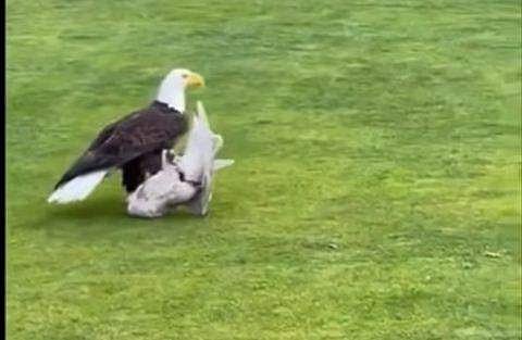 കടല്‍പ്പക്ഷിയെ പിടികൂടിയ പരുന്ത്