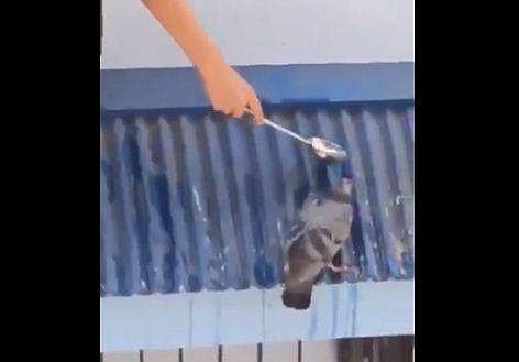 പ്രാവിന് വെള്ളം നല്‍കുന്ന കുട്ടി