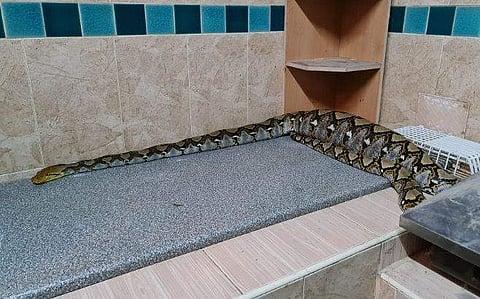 ഇര വിഴുങ്ങി വിശ്രമിക്കുന്ന പെരുമ്പാമ്പ്/ ഫെയ്സ്ബുക്ക്