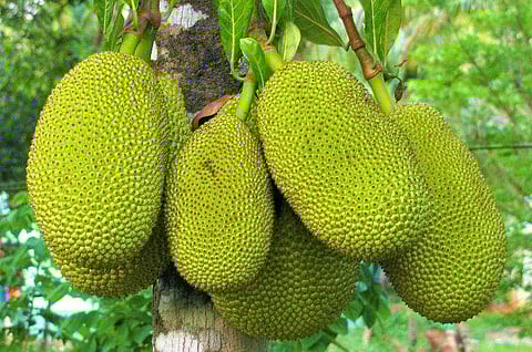 India is the largest producer of jackfruit in the world