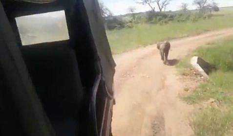 വാഹനത്തിന് പിന്നാലെ ഓടുന്ന കുട്ടിയാന