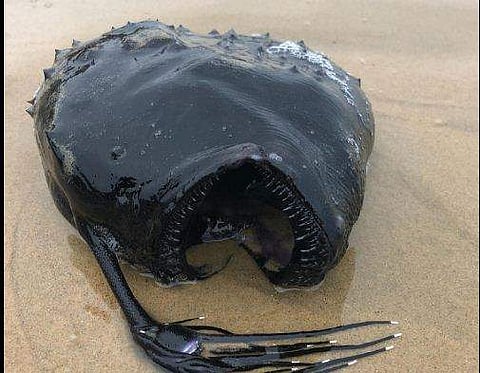 കലിഫോര്‍ണിയ തീരത്തടിഞ്ഞ വിചിത്ര രൂപമുള്ള മത്സ്യം