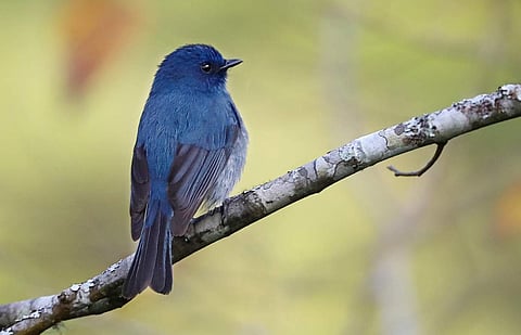 നീല​ഗിരി പാറ്റപിടിയിൻ- പശ്ചിമ ഘട്ടത്തിലെ തനതുപക്ഷി‌‌