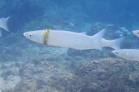 കടപ്പാട്: Norfolkislandreef.com.au