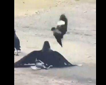 കാക്കകളില്‍ നിന്ന് കുഞ്ഞിനെ രക്ഷിക്കാന്‍ പൊരുതുന്ന മൈന