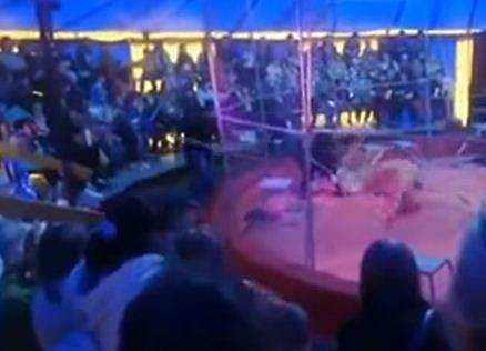 സര്‍ക്കസ് കൂടാരത്തില്‍ ട്രെയിനര്‍ക്ക് നേരെ സിംഹത്തിന്റെ ആക്രമണം