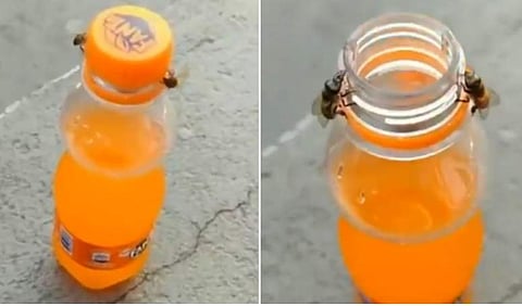 വീഡിയോ ദൃശ്യം