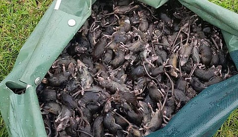 ഫോട്ടോ: ട്വിറ്റർ