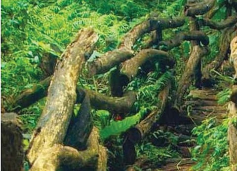 'രണ്ട് കവിതകള്‍'- മണിക്കുട്ടന്‍ ഇ.കെ. 