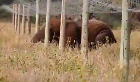 സോളാര്‍ ഫെന്‍സിങ്ങില്‍ തൊടാതെ അതി വിദഗ്ധമായി മറുകണ്ടം ചാടുന്ന ആന