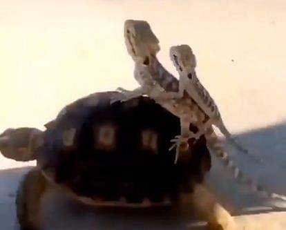 വീഡിയോ ദൃശ്യം