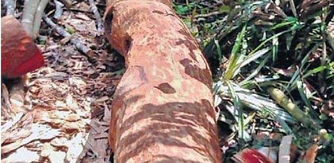 ഫയല്‍ ചിത്രം