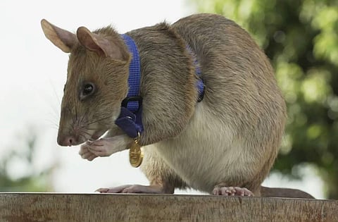 മ​ഗാവ/ ട്വിറ്റർ